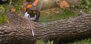 Best Hazardous Tree Removal  in Lakin, KS