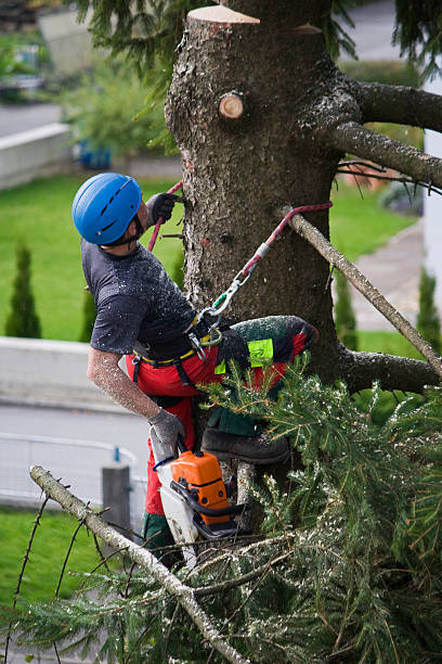 Best Firewood Processing and Delivery  in Lakin, KS