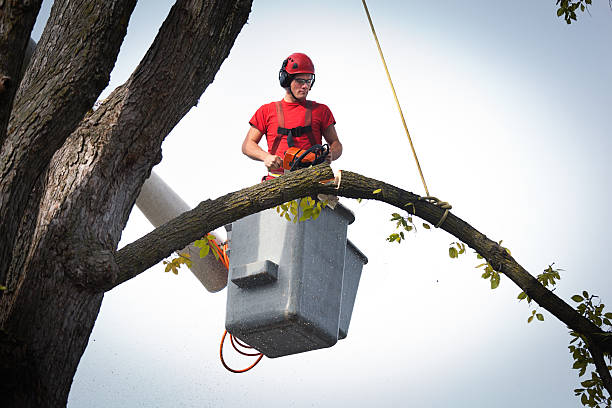 Best Tree Preservation Services  in Lakin, KS